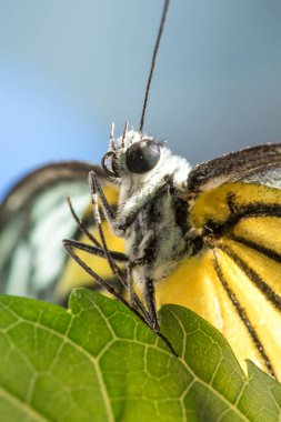 Portakal Martı, Cepora iuthe Malaya Fruhstorfer bacaklarında bir çift kanat, turuncu sarı kanatlar. Vücut siyah ve beyaz kürklü..