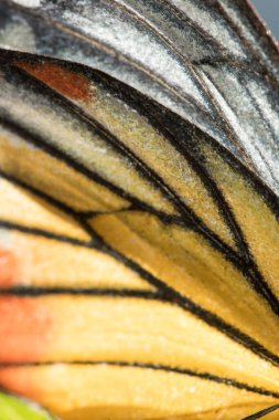 Turuncu Kelebek Kanat Macro sarı-turuncu ve beyazdır..