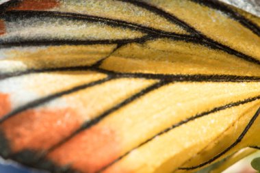 Turuncu Kelebek Kanat Macro sarı-turuncu ve beyazdır..