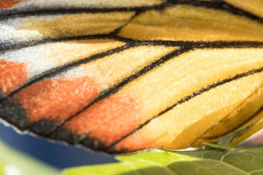 Turuncu Kelebek Kanat Macro sarı-turuncu ve beyazdır..