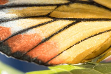 Portakal Martı, Cepora iuthe Malaya Fruhstorfer bacaklarında bir çift kanat, turuncu sarı kanatlar. Vücut siyah ve beyaz kürklü..