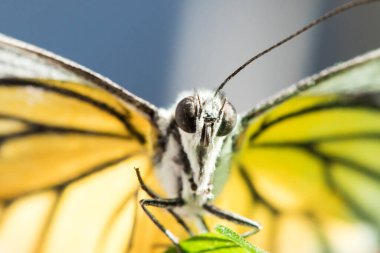 Portakal Martı, Cepora iuthe Malaya Fruhstorfer bacaklarında bir çift kanat, turuncu sarı kanatlar. Vücut siyah ve beyaz kürklü..