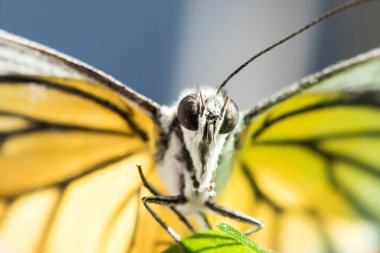 Portakal Martı, Cepora iuthe Malaya Fruhstorfer bacaklarında bir çift kanat, turuncu sarı kanatlar. Vücut siyah ve beyaz kürklü..