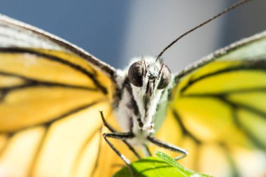 Portakal Martı, Cepora iuthe Malaya Fruhstorfer bacaklarında bir çift kanat, turuncu sarı kanatlar. Vücut siyah ve beyaz kürklü..