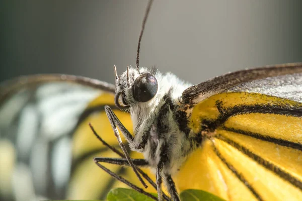 Gaivota Laranja Cepora Iudith Malaya Fruhstorfer Par Asas Nas Pernas — Fotografia de Stock