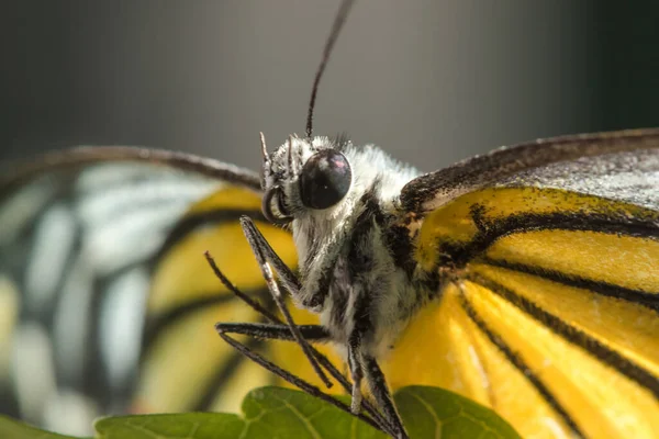 Portakal Martı, Cepora iuthe Malaya Fruhstorfer bacaklarında bir çift kanat, turuncu sarı kanatlar. Vücut siyah ve beyaz kürklü..
