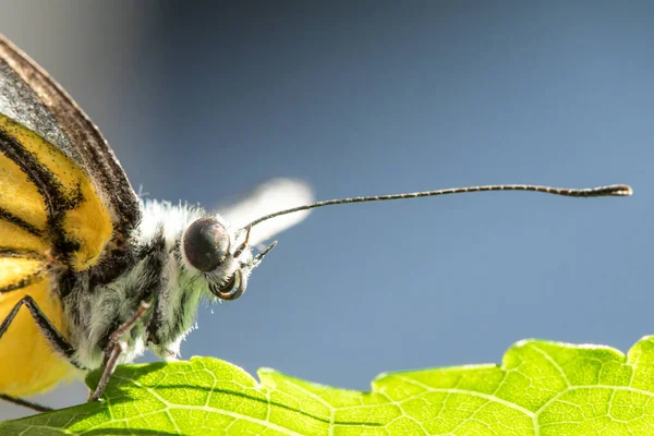 Gaivota Laranja Cepora Iudith Malaya Fruhstorfer Par Asas Nas Pernas — Fotografia de Stock