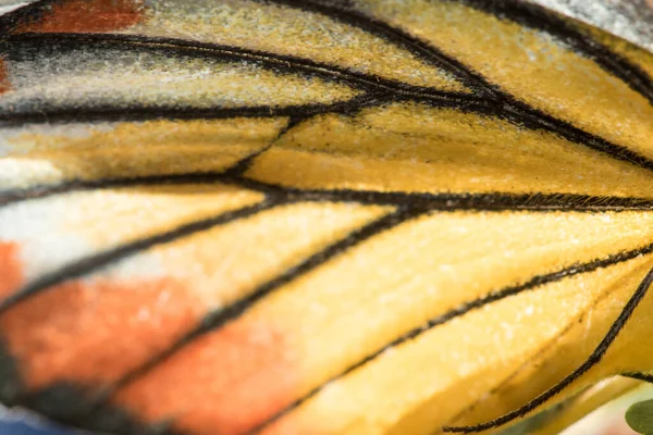 Ala Farfalla Gabbiano Arancione Macro Giallo Arancio Bianco — Foto Stock