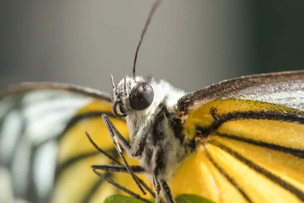 Gaivota Laranja Cepora Iudith Malaya Fruhstorfer Par Asas Nas Pernas Fotografias De Stock Royalty-Free