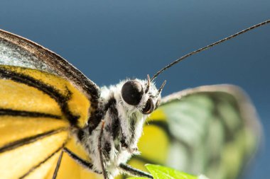 Portakal Martı, Cepora iuthe Malaya Fruhstorfer bacaklarında bir çift kanat, turuncu sarı kanatlar. Vücut siyah ve beyaz kürklü..