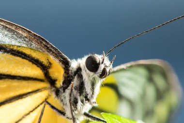 Portakal Martı, Cepora iuthe Malaya Fruhstorfer bacaklarında bir çift kanat, turuncu sarı kanatlar. Vücut siyah ve beyaz kürklü..