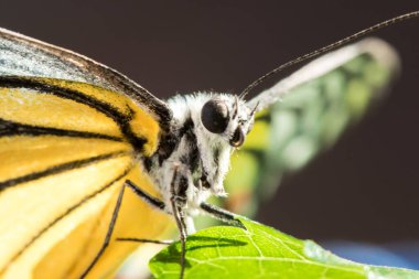Portakal Martı, Cepora iuthe Malaya Fruhstorfer bacaklarında bir çift kanat, turuncu sarı kanatlar. Vücut siyah ve beyaz kürklü..