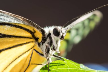 Portakal Martı, Cepora iuthe Malaya Fruhstorfer bacaklarında bir çift kanat, turuncu sarı kanatlar. Vücut siyah ve beyaz kürklü..