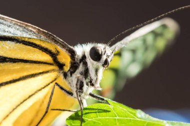 Portakal Martı, Cepora iuthe Malaya Fruhstorfer bacaklarında bir çift kanat, turuncu sarı kanatlar. Vücut siyah ve beyaz kürklü..