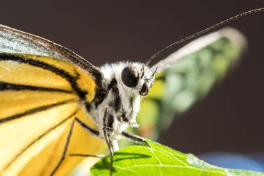 Portakal Martı, Cepora iuthe Malaya Fruhstorfer bacaklarında bir çift kanat, turuncu sarı kanatlar. Vücut siyah ve beyaz kürklü..