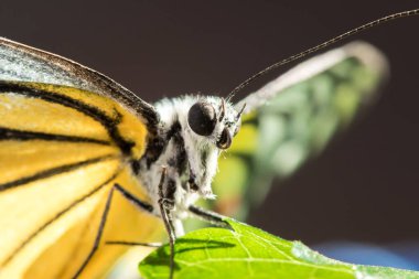 Portakal Martı, Cepora iuthe Malaya Fruhstorfer bacaklarında bir çift kanat, turuncu sarı kanatlar. Vücut siyah ve beyaz kürklü..