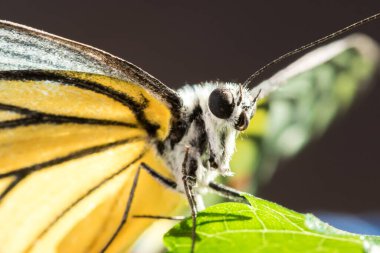 Portakal Martı, Cepora iuthe Malaya Fruhstorfer bacaklarında bir çift kanat, turuncu sarı kanatlar. Vücut siyah ve beyaz kürklü..