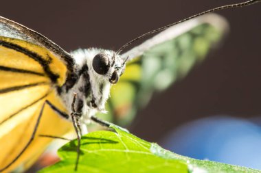 Portakal Martı, Cepora iuthe Malaya Fruhstorfer bacaklarında bir çift kanat, turuncu sarı kanatlar. Vücut siyah ve beyaz kürklü..