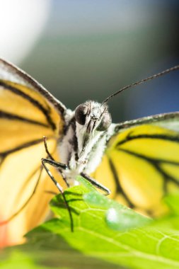 Portakal Martı, Cepora iuthe Malaya Fruhstorfer bacaklarında bir çift kanat, turuncu sarı kanatlar. Vücut siyah ve beyaz kürklü..