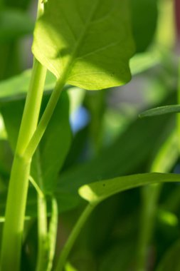 Tay Suyu Convolvulus, yüksek besin değeri olan büyüyen açık yeşil bir renk, genellikle yemek ve yemek pişirmek için kullanılır..