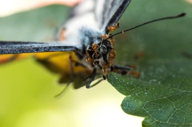 Kırmızı karınca ölü kelebeğin leşiyle beslenir yuvasına geri döner..