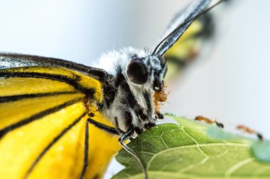 Kırmızı karınca ölü kelebeğin leşiyle beslenir yuvasına geri döner..