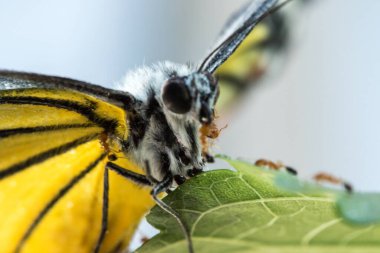 Kırmızı karınca ölü kelebeğin leşiyle beslenir yuvasına geri döner..