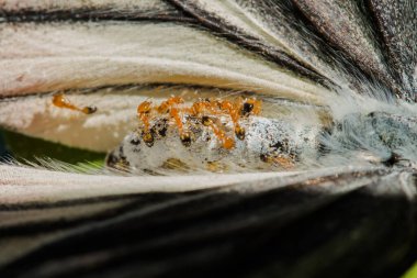 Kırmızı karınca ölü kelebeğin leşiyle beslenir yuvasına geri döner..