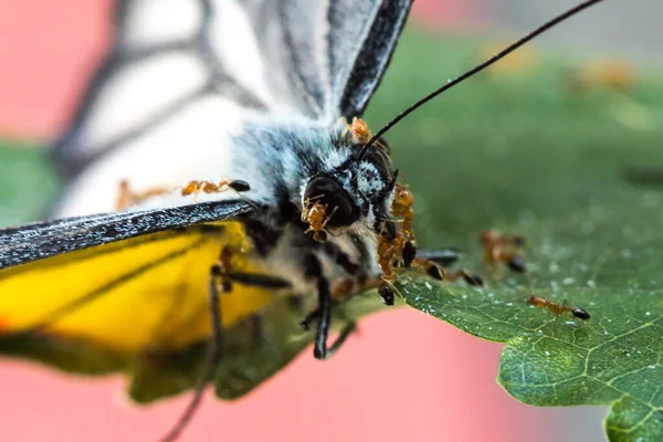 Formiga Vermelha Alimenta Carcaça Borboleta Morta Volta Ninho — Fotografia de Stock