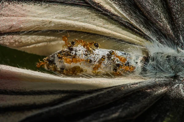 Vörös Hangya Döglött Pillangó Teteméből Táplálkozik Vissza Fészekbe — Stock Fotó