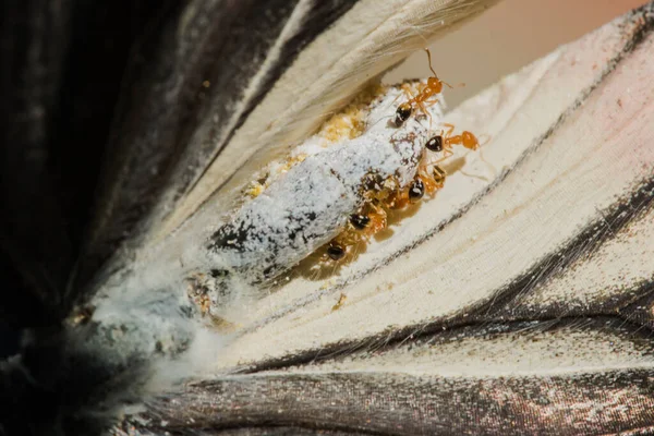 Den Röda Myran Livnär Sig Den Döda Fjärilens Kadaver Tillbaka — Stockfoto