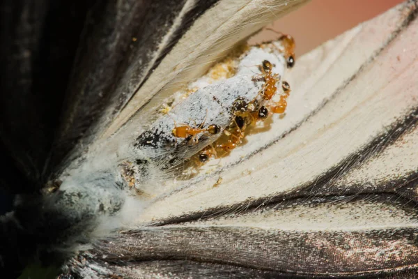 Red Ant Feeds Carcass Dead Butterfly Back Nest — Stock Photo, Image