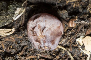 Mor üzümler çürümüş çünkü yere düşene kadar çok fazla güneş var.
