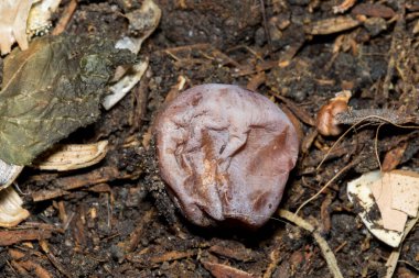 Mor üzümler çürümüş çünkü yere düşene kadar çok fazla güneş var.