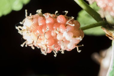 Bir dala bağlanmış kırmızı dut.
