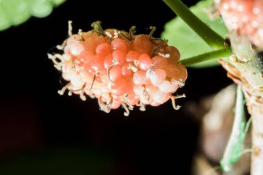 Bir dala bağlanmış kırmızı dut.