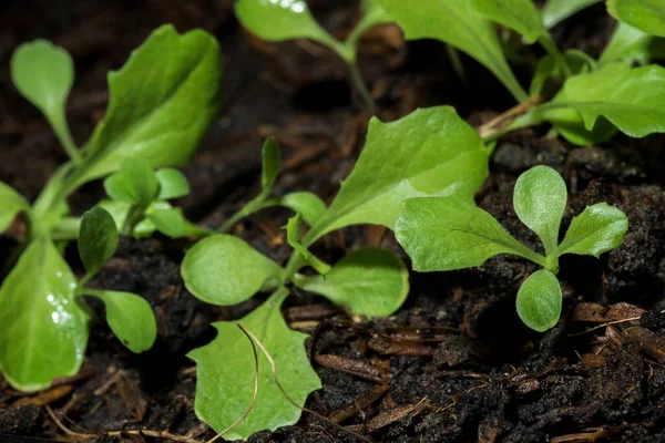 Salat Oder Salat Ist Ein Buntes Gemüse Daher Wird Volksmund — Stockfoto