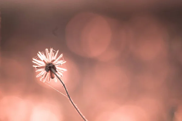 Сено Тычинки Пушистые Цветы Длинные Стебли Которые Отражают Солнечные Лучи — стоковое фото