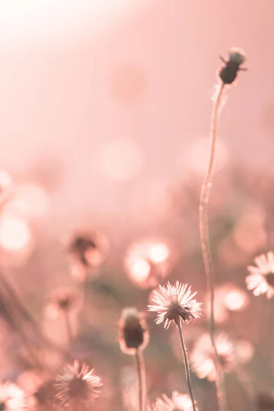 Hay Stamens Have Fluffy Flowers Long Stems Reflect Sun Rays — Stock Photo, Image