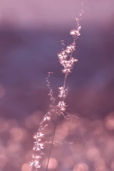 Stamens Siana Mają Puszyste Kwiaty Długie Łodygi Które Odzwierciedlają Promienie — Zdjęcie stockowe