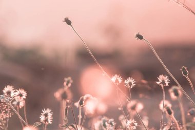 Samanların kabarık çiçekleri ve güneş ışınlarını yansıtan uzun sapları vardır..