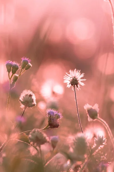 Сено Тычинки Пушистые Цветы Длинные Стебли Которые Отражают Солнечные Лучи — стоковое фото