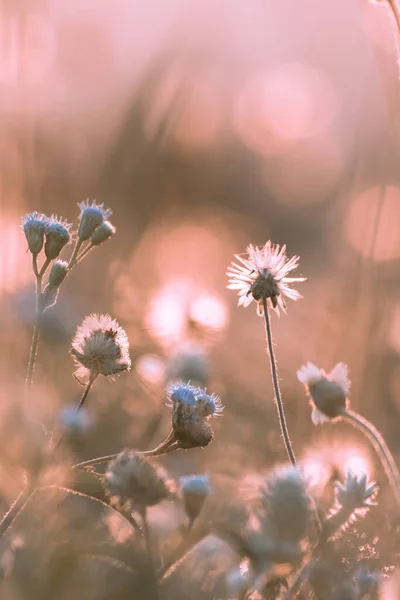 Les Étamines Foin Ont Des Fleurs Duveteuses Longues Tiges Qui — Photo