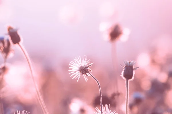 Les Étamines Foin Ont Des Fleurs Duveteuses Longues Tiges Qui — Photo