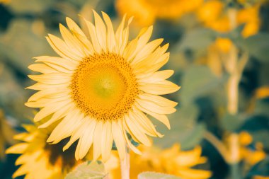 Ayçiçeklerinin taç yaprakları katmanlar halinde dizilmiş. Yaprakların sivri ucu sarı. Çiçek açtığında, çiçekler doğuya dönecek.