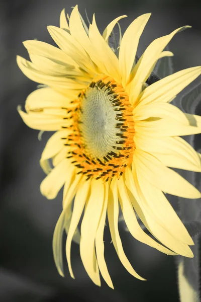 Slunečnice Mají Své Okvětní Lístky Naskládané Vrstev Špičatý Konec Okvětních — Stock fotografie