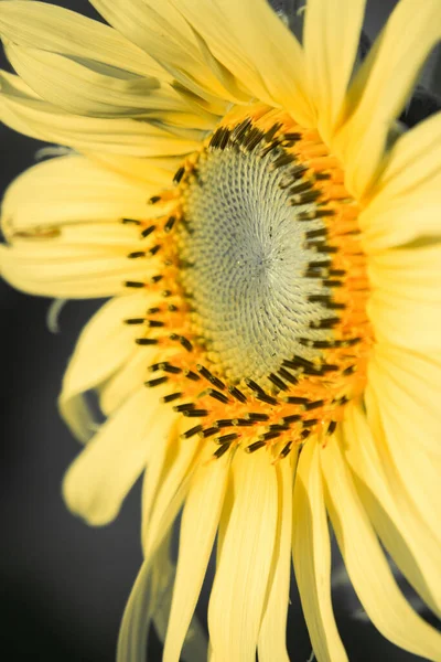 Slunečnice Mají Své Okvětní Lístky Naskládané Vrstev Špičatý Konec Okvětních — Stock fotografie