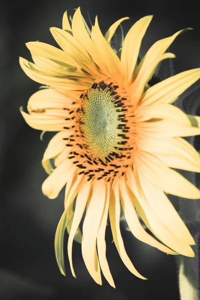 Los Girasoles Tienen Sus Pétalos Apilados Capas Extremo Puntiagudo Los Fotos De Stock