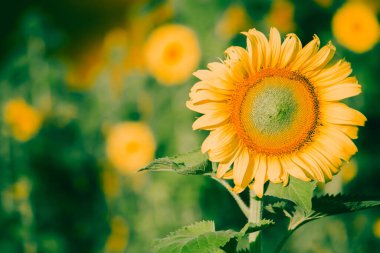 Ayçiçeklerinin taç yaprakları katmanlar halinde dizilmiş. Yaprakların sivri ucu sarı. Çiçek açtığında, çiçekler doğuya dönecek.