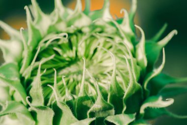 Henüz çiçek açmamış olan ayçiçeklerinin taç yaprakları üst üste dizilmiştir..